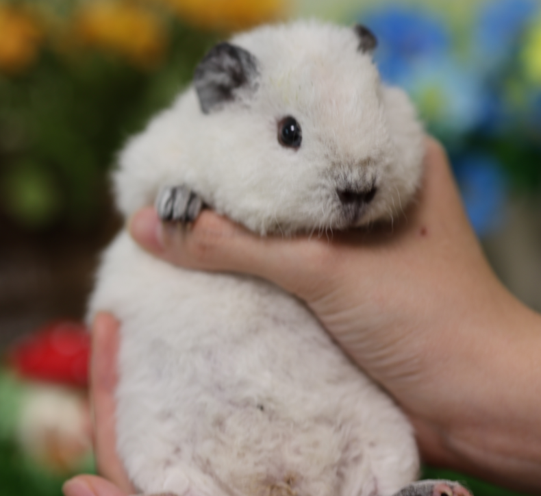 A4荷兰猪细节照片