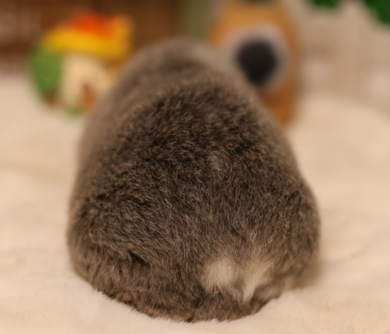 5.png