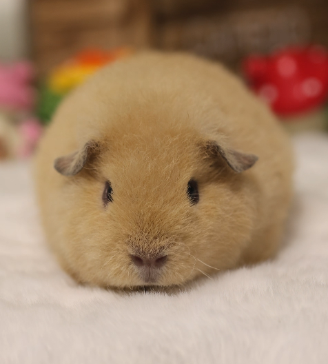 A16母泰加荷兰猪